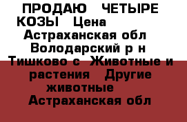 ПРОДАЮ   ЧЕТЫРЕ КОЗЫ › Цена ­ 200 000 - Астраханская обл., Володарский р-н, Тишково с. Животные и растения » Другие животные   . Астраханская обл.